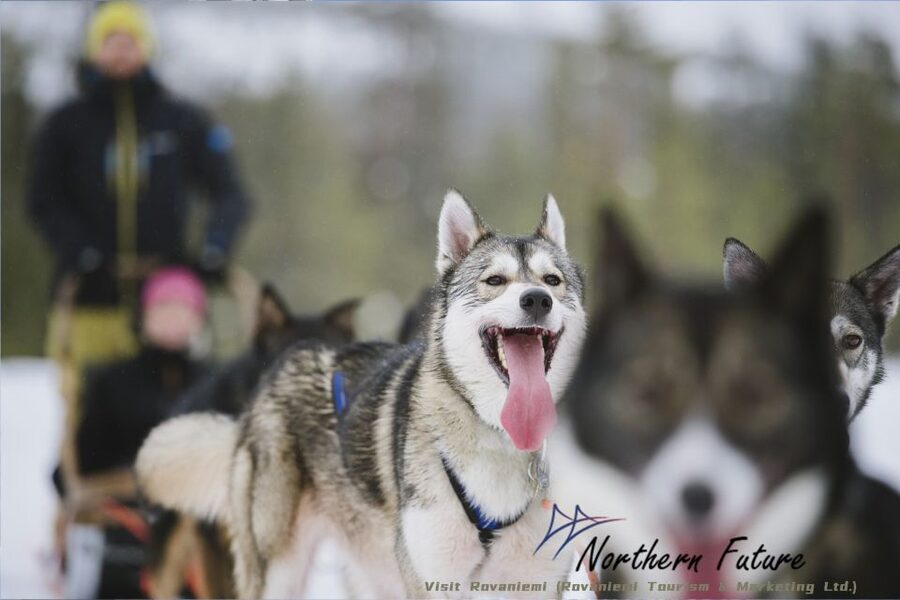 Rovaniemi: Reindeer, Huskies, Santa's Pets & Aurora Hunt - Reindeer, Santa’s pets, and a 400-meter sleigh ride