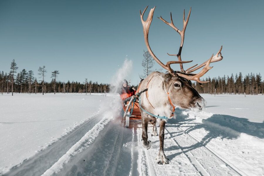 Rovaniemi: Reindeer Sleigh Ride with Hot Drink and Cookies - The 1.5-kilometer sleigh ride