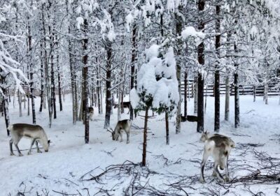Reindeer Sleigh Ride with Hot Drink and Cookies