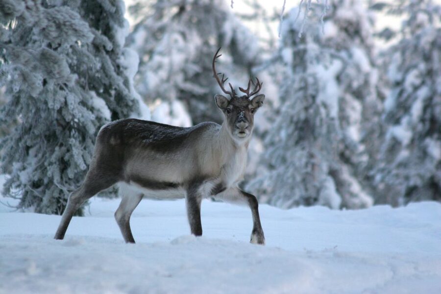 Rovaniemi: Reindeer Sleigh Ride with Hot Drink and Cookies - Guides make a large difference