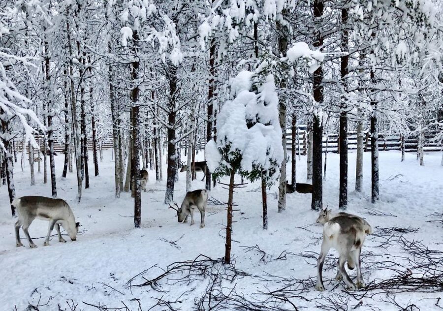 Rovaniemi: Reindeer Sleigh Ride with Hot Drink and Cookies - A farm with a strong sense of place