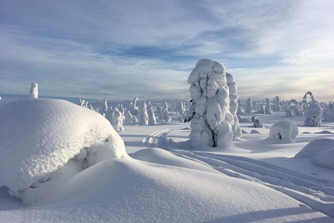 Rovaniemi: Riisitunturi Full-Day Wilderness Adventure & BBQ - Key points to know before you book