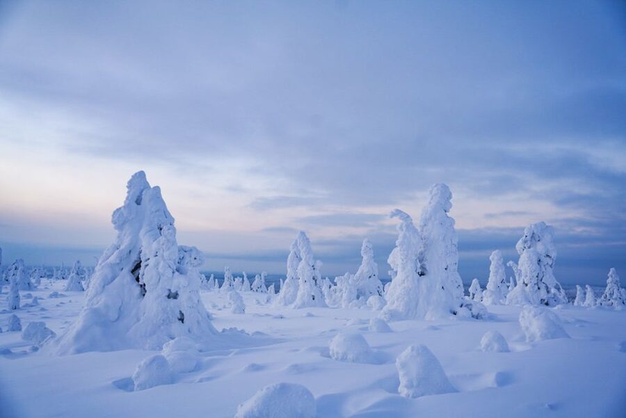 Rovaniemi: Riisitunturi National Park Day Trip with Lunch - The four-kilometre walk through snow-covered spruce forest
