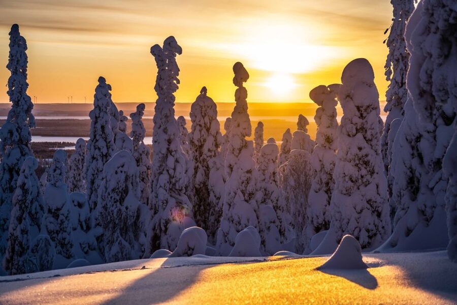 Rovaniemi: Riisitunturi National Park with Pro Photos & BBQ - Key points to know before you book