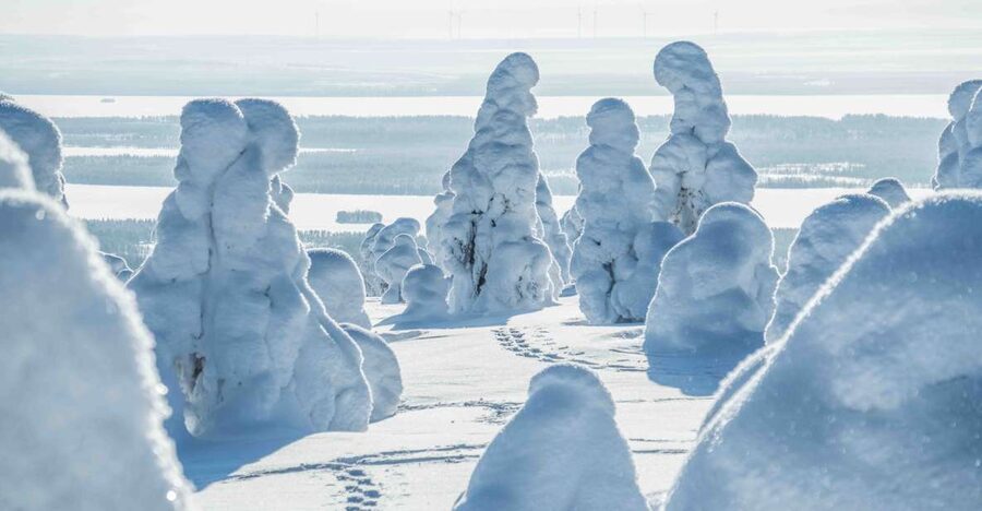 Rovaniemi: Riisitunturi National Park with Pro Photos & BBQ - Practical booking details for a smooth day