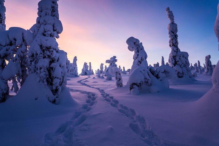 Rovaniemi: Riisitunturi National Park with Pro Photos & BBQ - The viewpoints above the trees