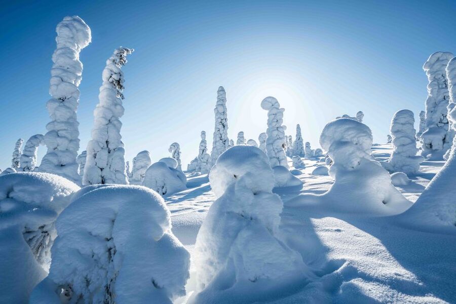 Rovaniemi: Riisitunturi National Park with Pro Photos & BBQ - How the $159 price adds up
