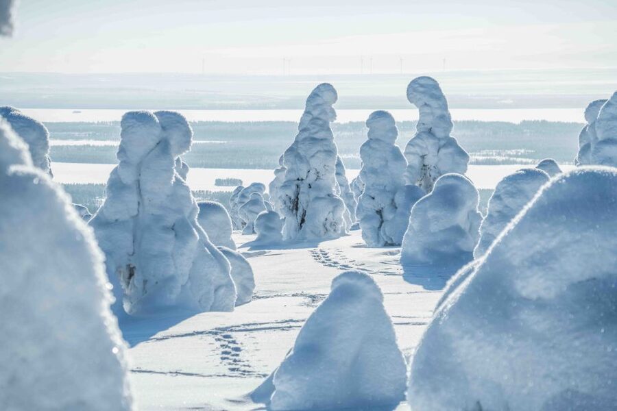 Rovaniemi: Riisitunturi National Park with Pro Photos & BBQ - Who will enjoy this day most