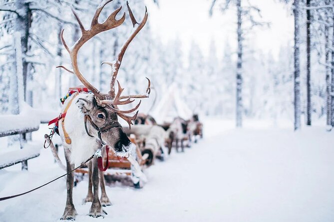 Rovaniemi Santa Claus Village Husky Reindeer Farm Arctic Museum - Arktikum: the most useful stop for adults