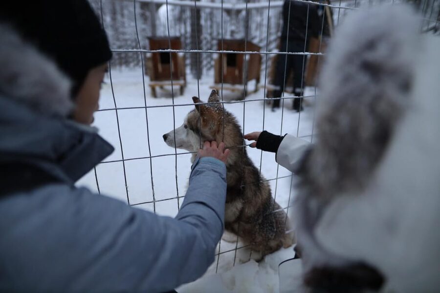 Rovaniemi: Santa Claus Village Tour Huskies & Reindeer ride - Why this four-and-a-half-hour outing works