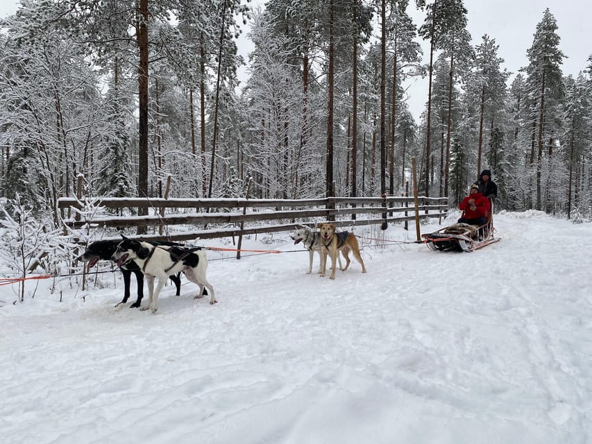 Rovaniemi: Santa Claus Village Tour Huskies & Reindeer ride - Visiting the husky park in summer and autumn