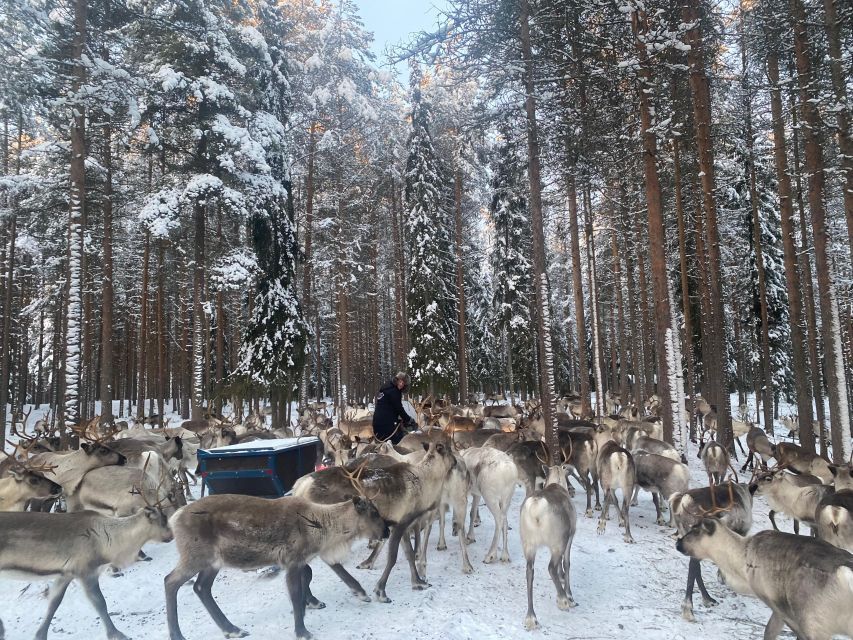 Rovaniemi: Santa Claus Village Tour Huskies & Reindeer Visit - Booking advice for different seasons
