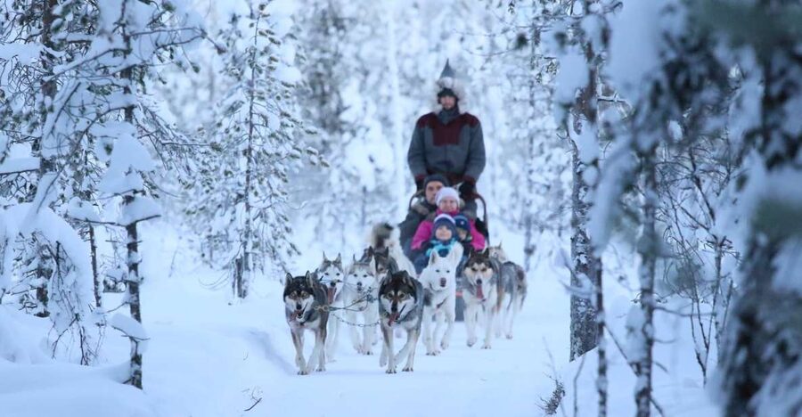 Rovaniemi: Self-Drive Husky Sleigh Ride Adventure - Key Points Before You Book