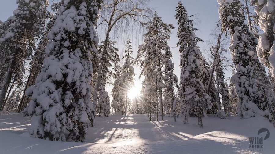 Rovaniemi: Snowmobile Safari into the Arctic Circle Forest - Through the snowy forest for 90 minutes