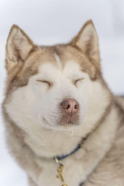 Rovaniemi: Snowmobile Safari, Reindeer & Husky Sleigh Ride - Key points before you book
