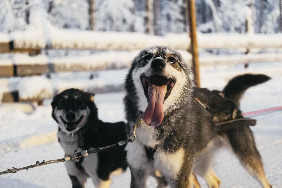 Rovaniemi: Snowmobile Safari, Reindeer & Husky Sleigh Ride - Is $281 per person good value?