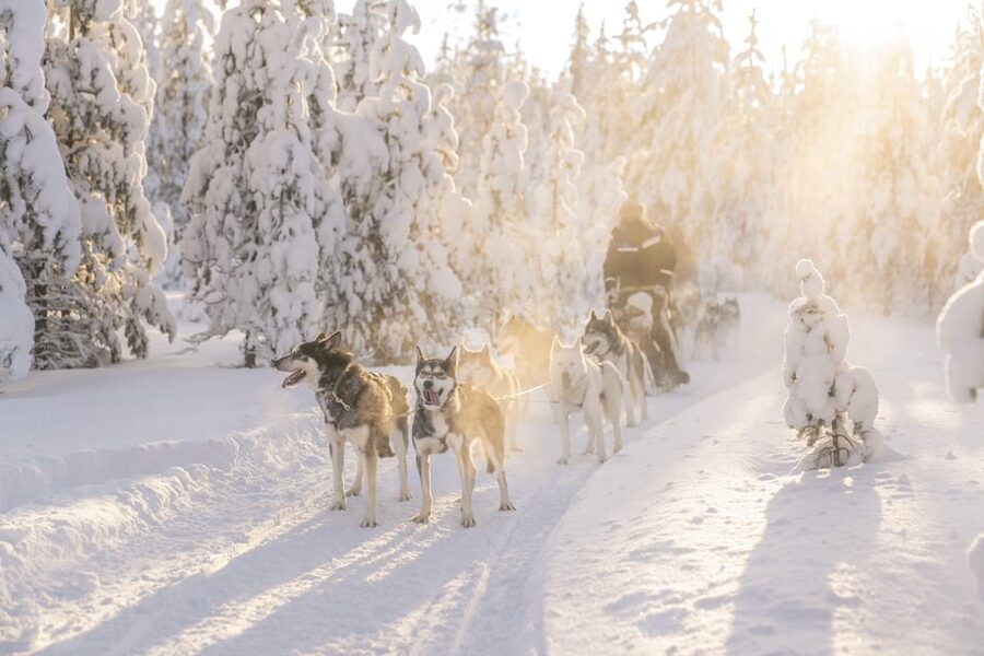Rovaniemi: Snowmobile Safari, Reindeer & Husky Sleigh Ride - Meeting the huskies in the first stop