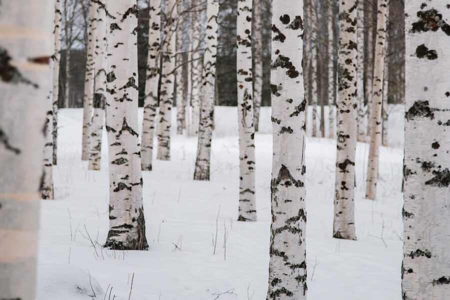 Rovaniemi: Snowshoeing in the Arctic Wilderness - Flint, steel, and a useful Arctic lesson