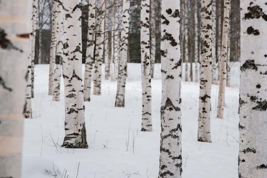 Rovaniemi: Snowshoeing in the Arctic Wilderness - Campfire sausage and warm drinks