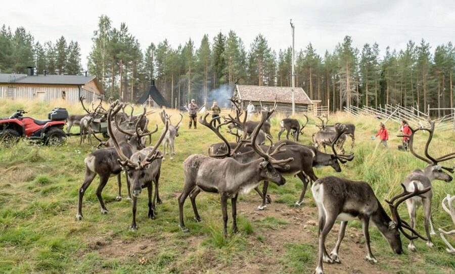 Rovaniemi: Summer Reindeer Farm Experience - Leaving Rovaniemi for the summer countryside