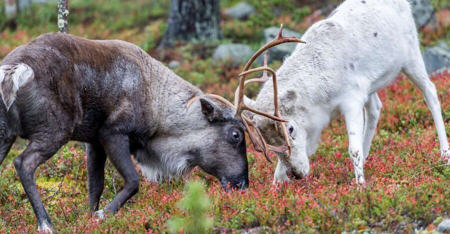 Rovaniemi: Summer Reindeer Farm Experience - Seeing reindeer in their summer setting