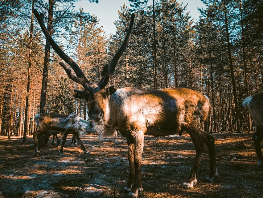 Rovaniemi: Summer Reindeer Farm Experience - What the $114 price includes