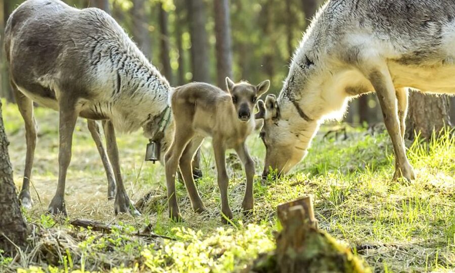 Rovaniemi: Summer Reindeer Farm Experience - Meeting a local reindeer herder