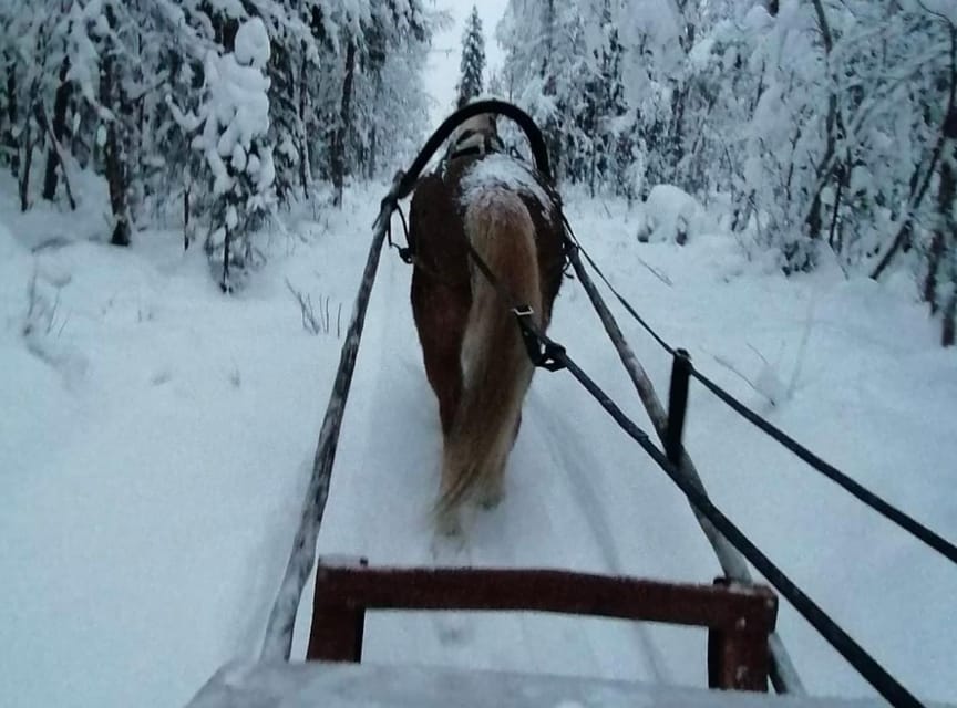 Rovaniemi: Traditional Finnhorse Sleigh Ride at SCV (3km) - Who will enjoy this most?
