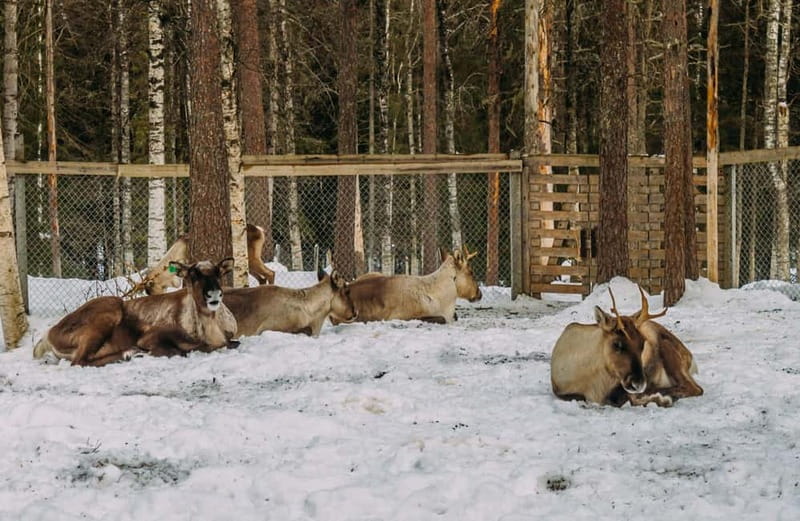 Rovaniemi: Trip to Ranua Zoo with Tickets - Key things to know before booking