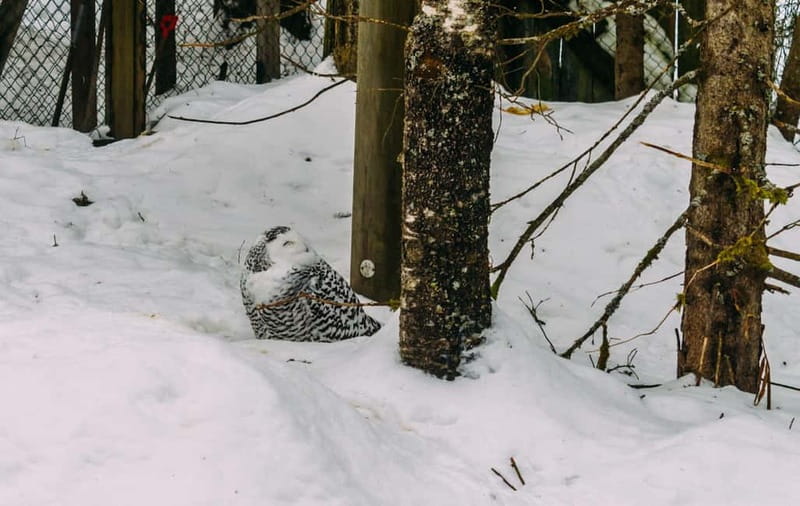 Rovaniemi: Trip to Ranua Zoo with Tickets - The road from Rovaniemi to Ranua