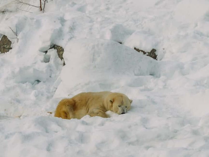 Rovaniemi: Trip to Ranua Zoo with Tickets - Why the independent visit works well