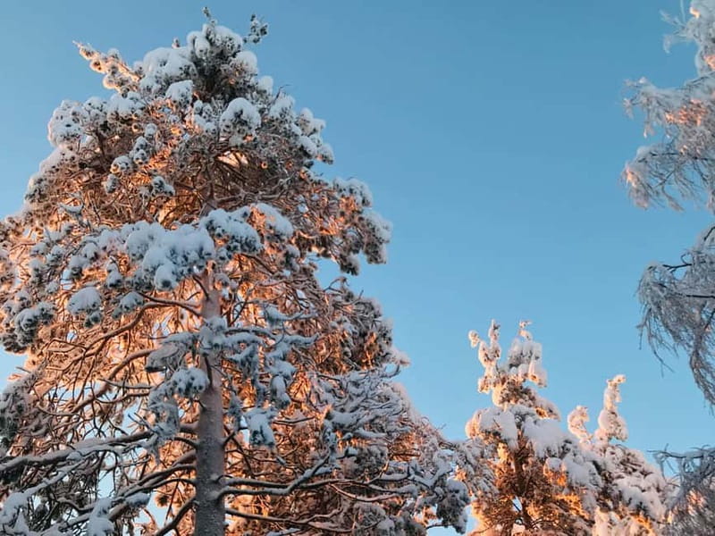 Rovaniemi: Trip to Ranua Zoo with Tickets - What to wear and how to prepare