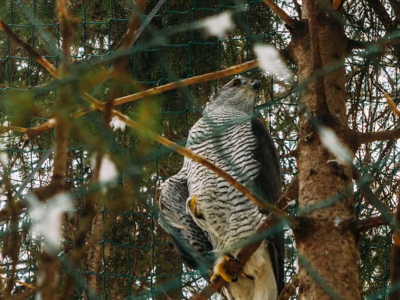 Rovaniemi: Trip to Ranua Zoo with Tickets - Who will enjoy this Ranua excursion most?