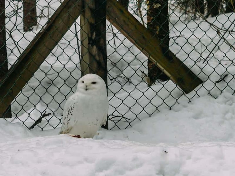Rovaniemi: Trip to Ranua Zoo with Tickets - Cancellation and booking flexibility