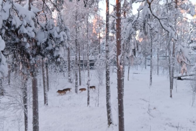 Rovaniemi: Trip to Ranua Zoo with Tickets Included - What this Rovaniemi day trip really includes