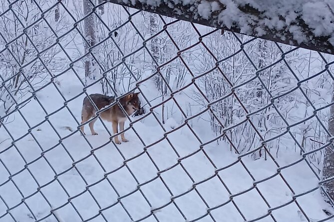Rovaniemi: Trip to Ranua Zoo with Tickets Included - The animals worth watching for