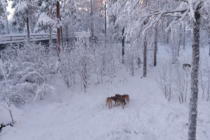 Rovaniemi: Trip to Ranua Zoo with Tickets Included - Is $120.15 good value?