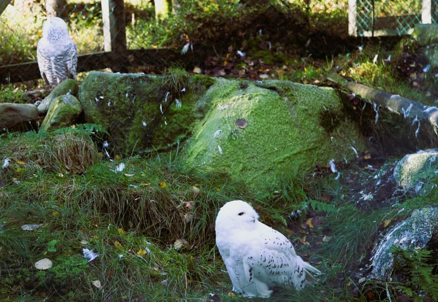 Rovaniemi: trip to the Ranua Zoo (transportation, tickets) - Owls, eagles, and the pleasure of searching