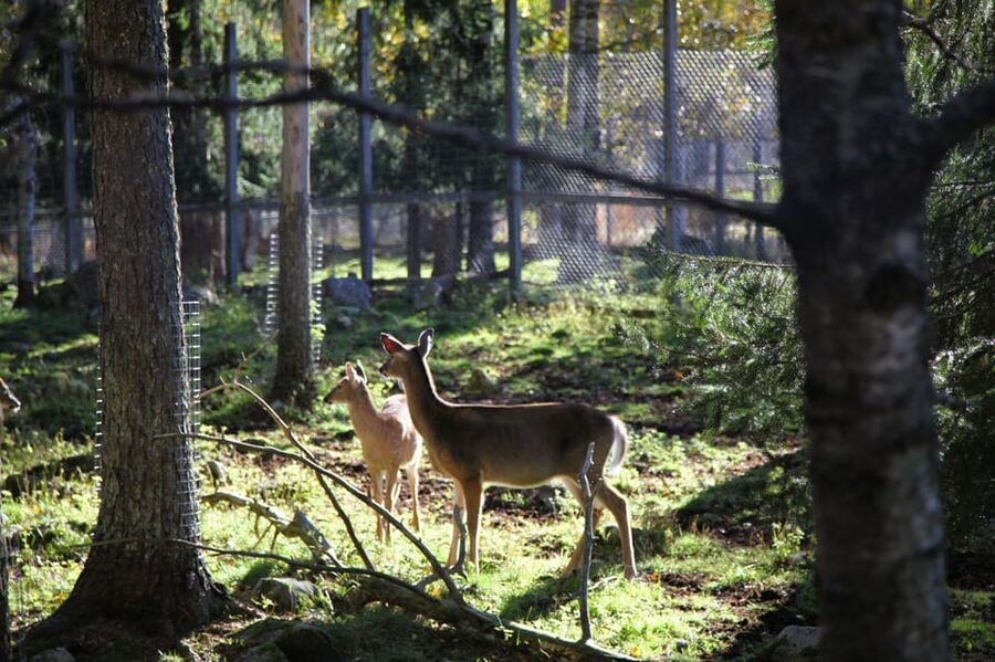 Rovaniemi: trip to the Ranua Zoo (transportation, tickets) - A self-paced visit instead of a guided zoo tour