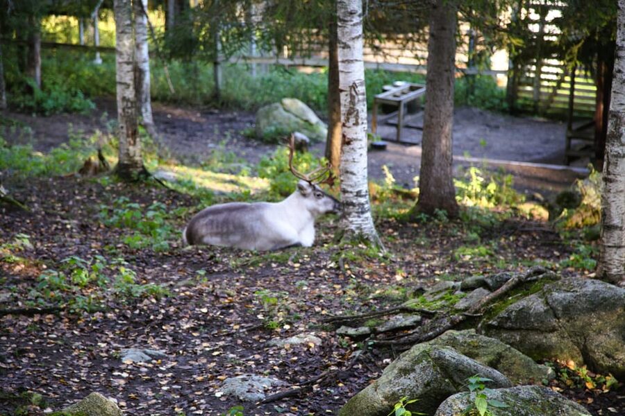 Rovaniemi: trip to the Ranua Zoo (transportation, tickets) - Who will enjoy the Ranua Zoo trip most