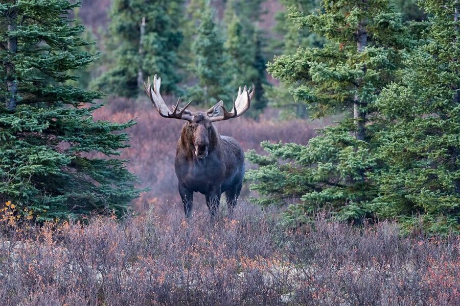 Rovaniemi: Wild Moose Safari - Key points to know before you book