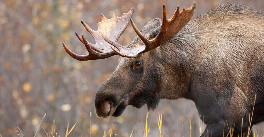 Rovaniemi: Wild Moose Safari - Meeting the King of Finland’s forests