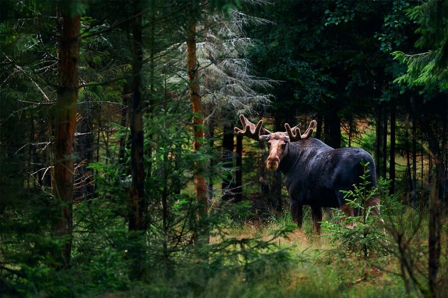 Rovaniemi: Wild Moose Safari - What happens when a moose appears