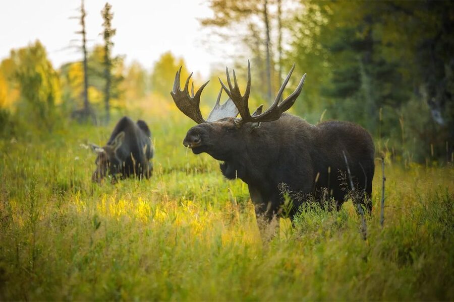 Rovaniemi: Wild Moose Safari - The frozen lake and the Lapland sunset