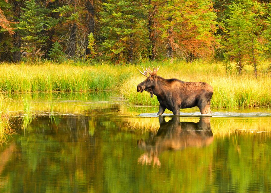 Rovaniemi: Wild Moose Safari - What $146 buys you