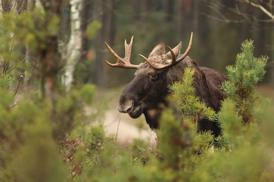Rovaniemi: Wild Moose Safari - The drive from Rovaniemi into the forest