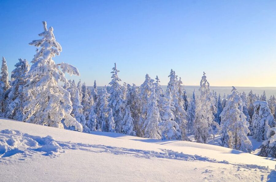 Rovaniemi: Wilderness Tour - The fire-making lesson is the tour’s best feature