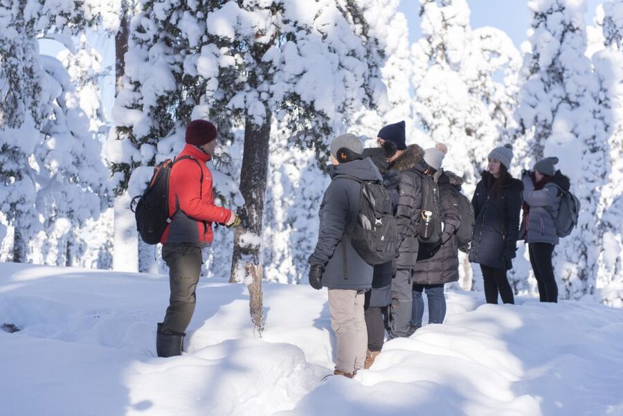 Rovaniemi: Wilderness Tour - Winter woods filled with tracks and snow