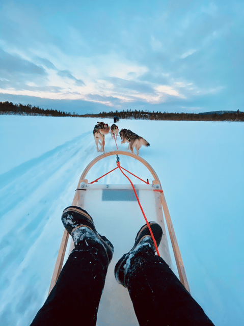 Saariselkä: 10KM Husky Safari with kennel visit - Driving your own team across 10 km