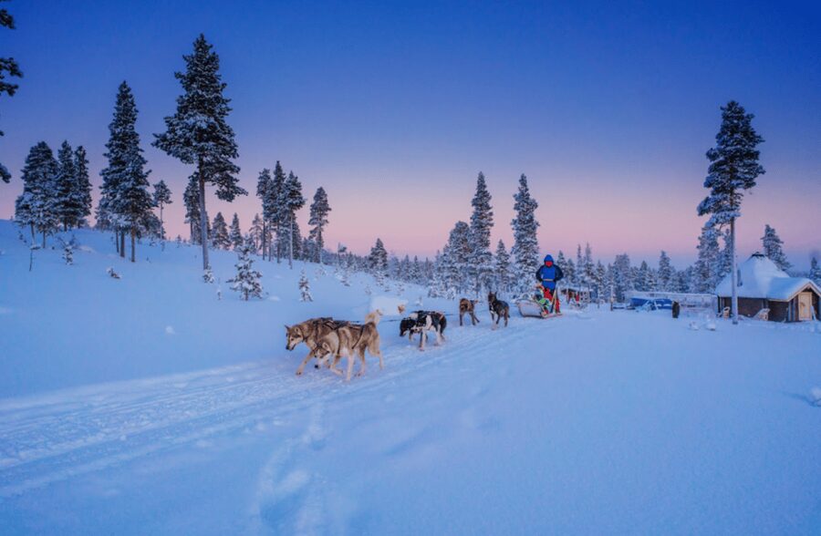 Saariselkä: Husky Safari with Aurora Borealis Hunt - The 8-kilometer ride through the Arctic forest